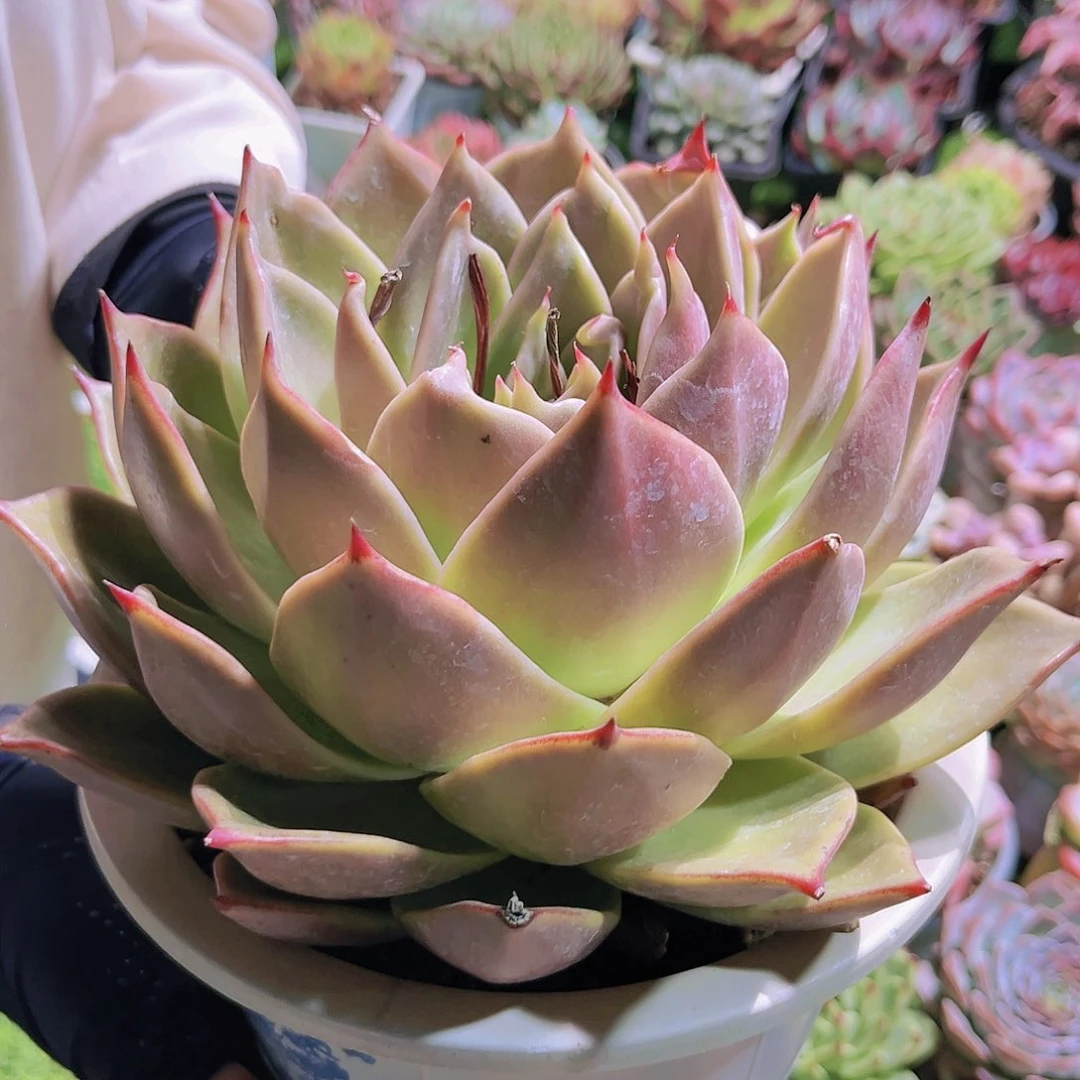 108号89999989999999999