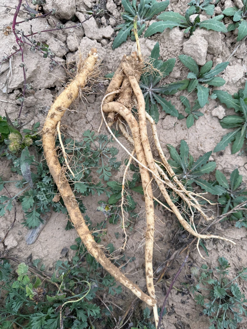 党参现挖鲜货产地直发甘肃渭源党参泡酒煲汤