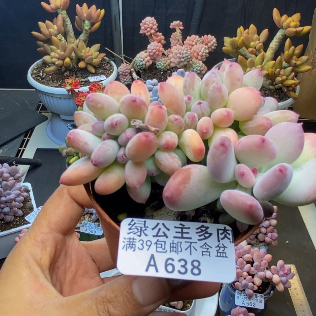 638苹果奶四代缀多肉7c m