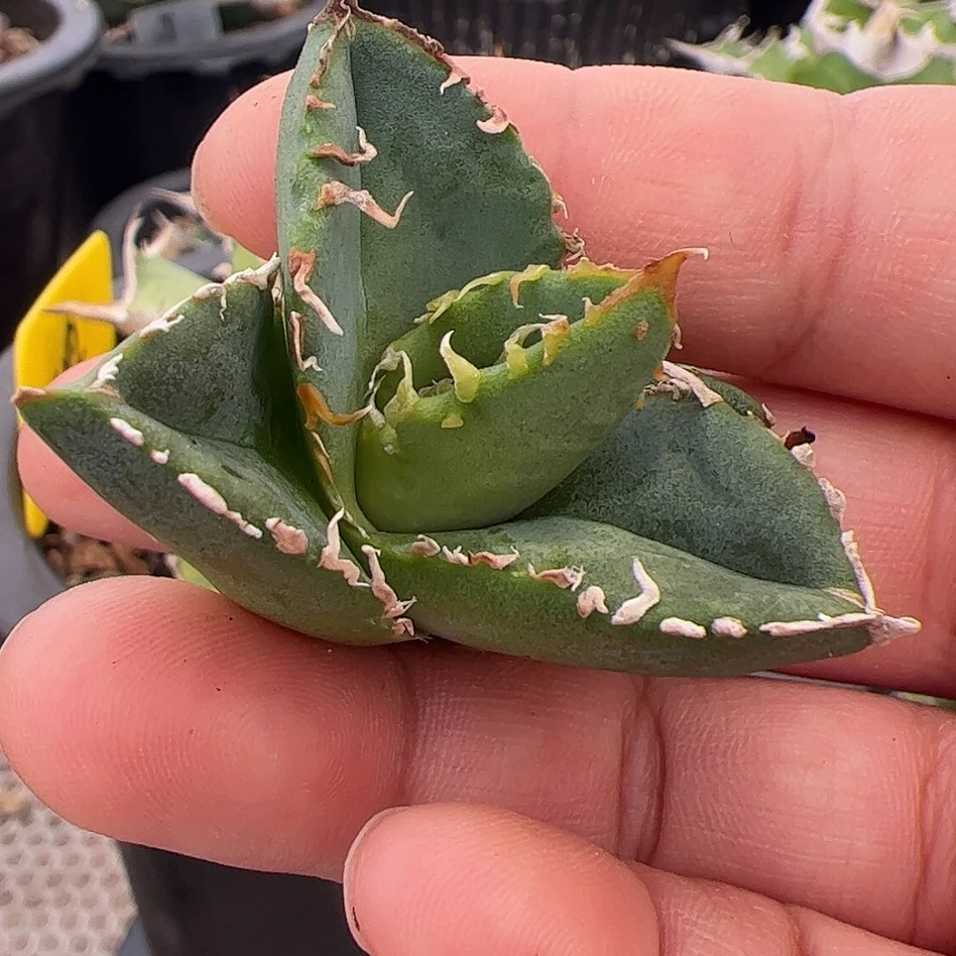 乙*白蚁顶芽龙舌兰仁王冠