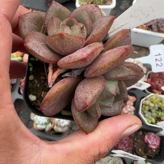 14德国香槟0多肉植物多
