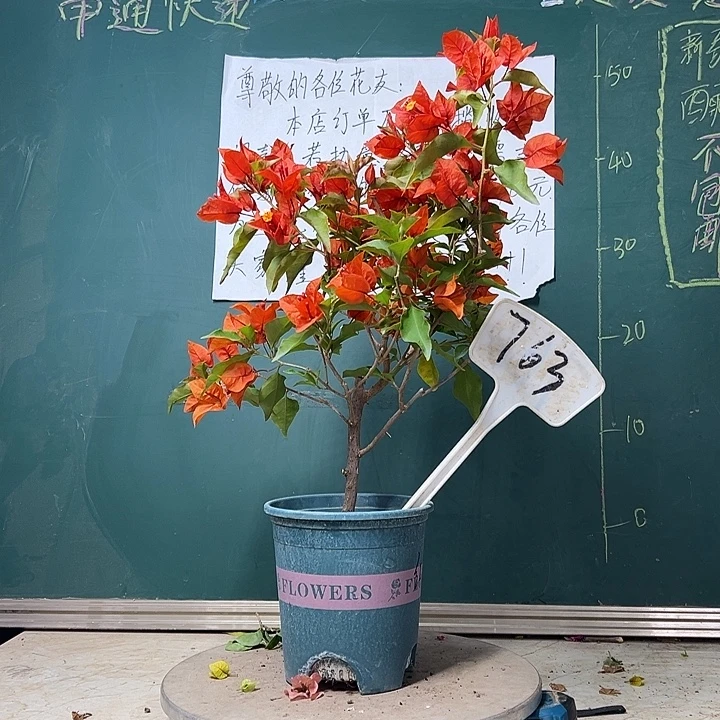 全部花苞热火桑巴