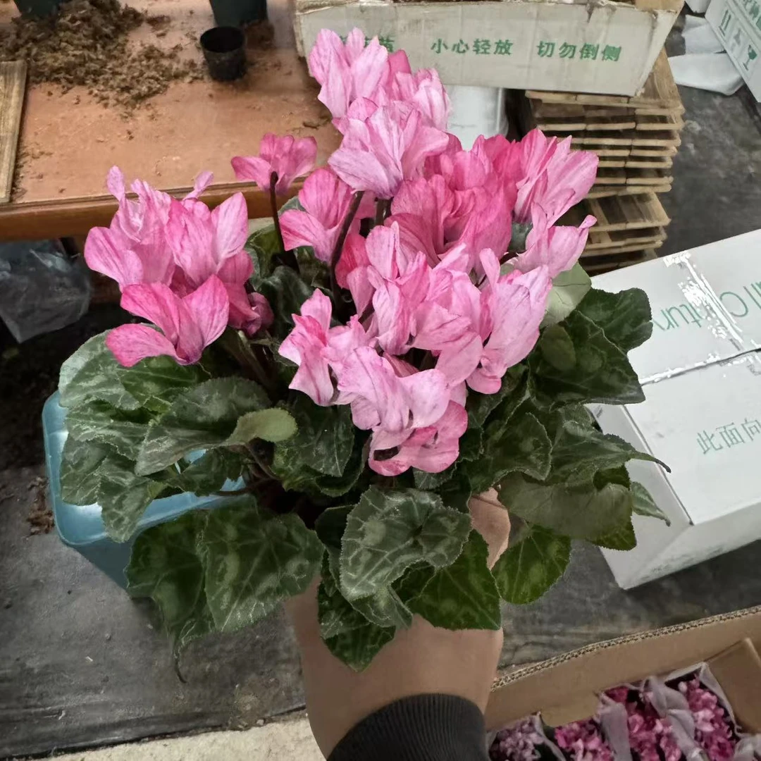 【胖胖】（水彩粉色 ）一代微型迷你仙客来带花带花苞发货