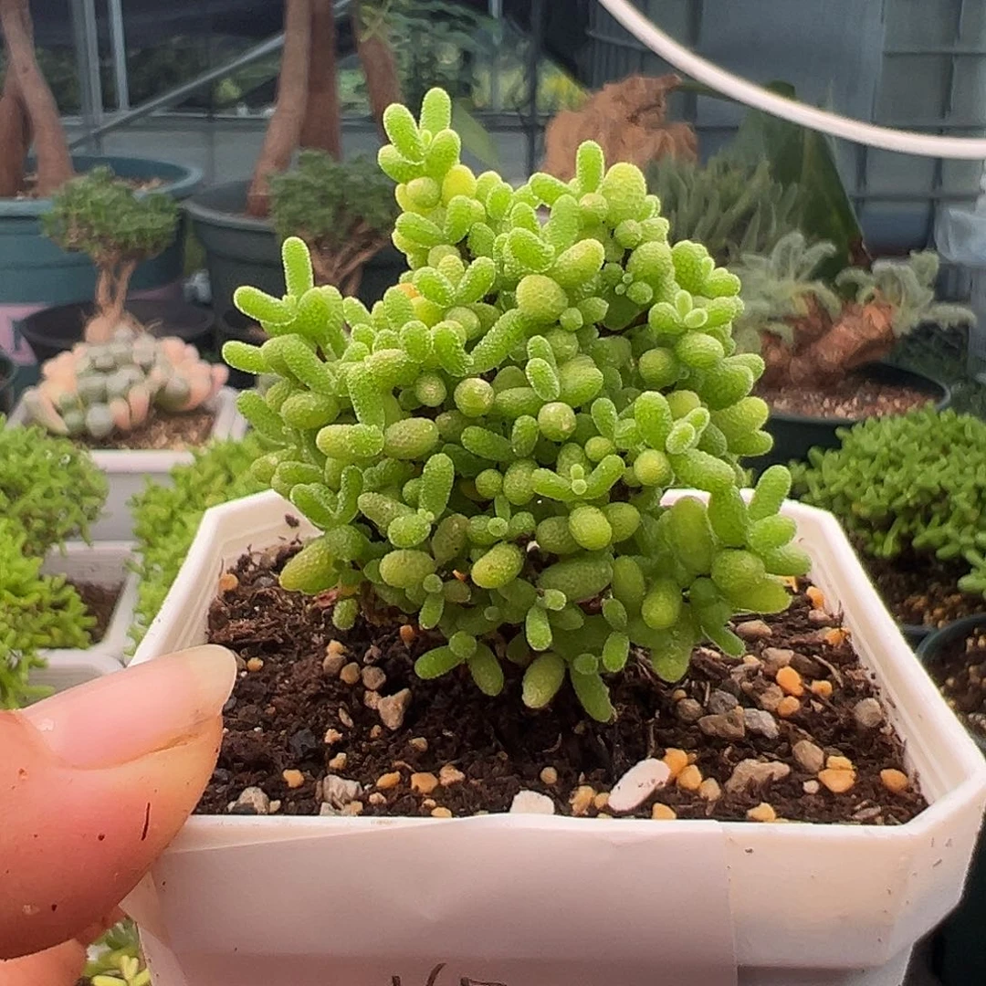 14号密橘糖球10.13多肉