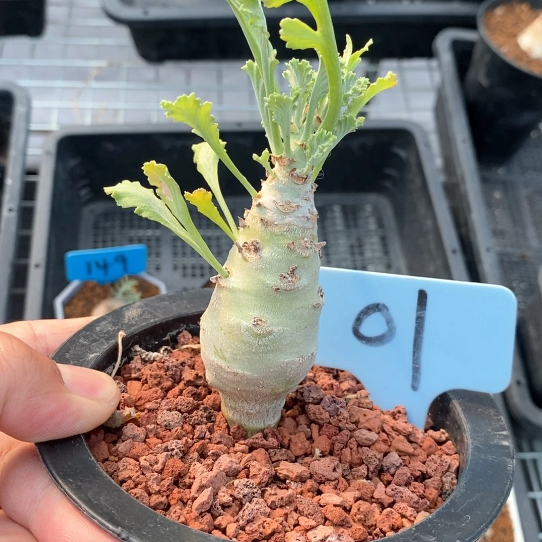 奇连克洋葵多肉植物