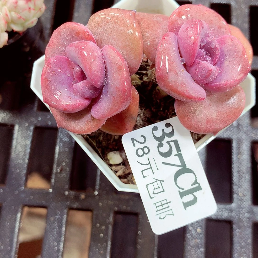 5厘米盆精控多肉357