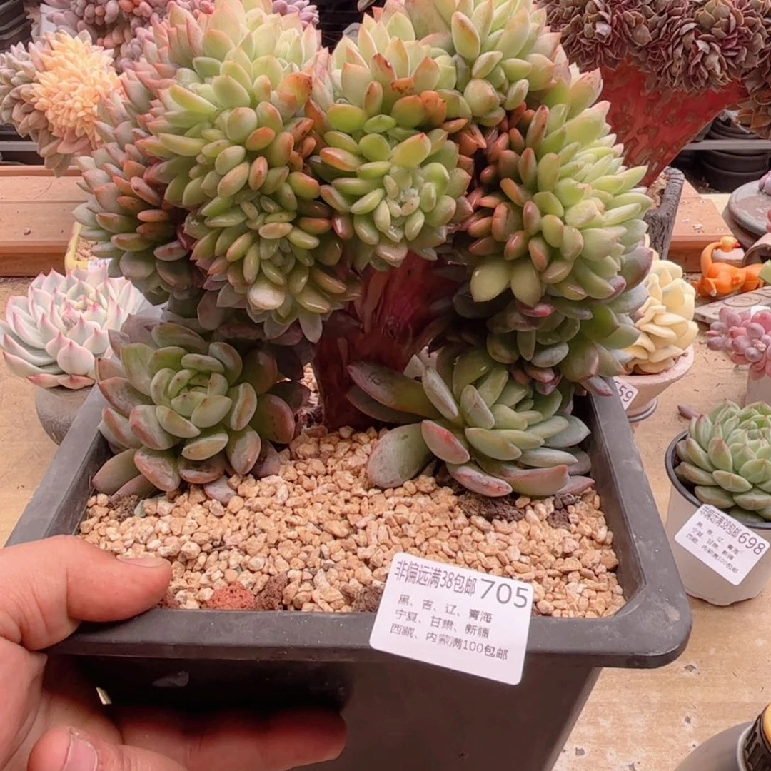 705全明星小树缀德华多肉