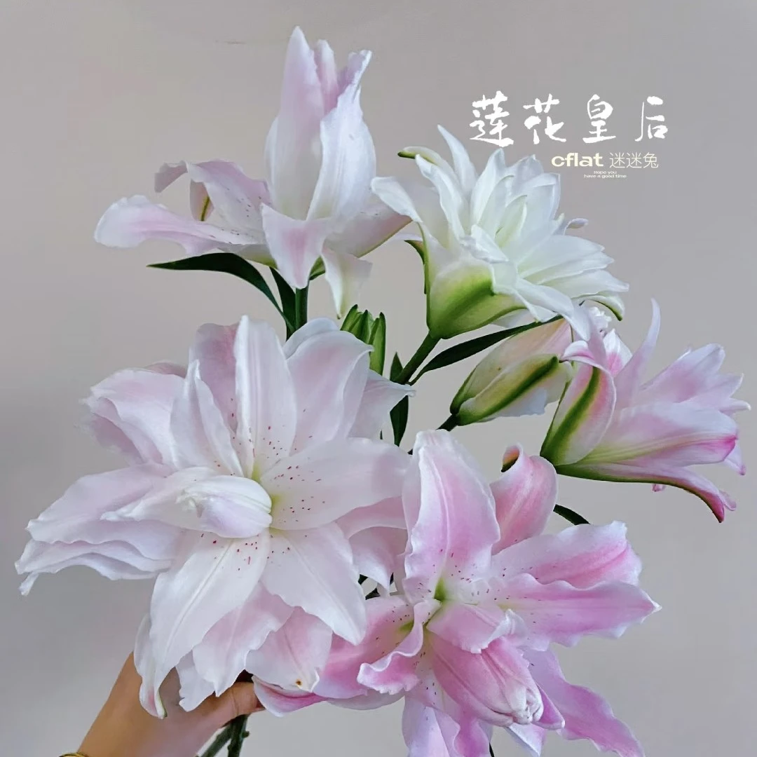 【百年好合】莲花皇后重瓣百合（一单中通）