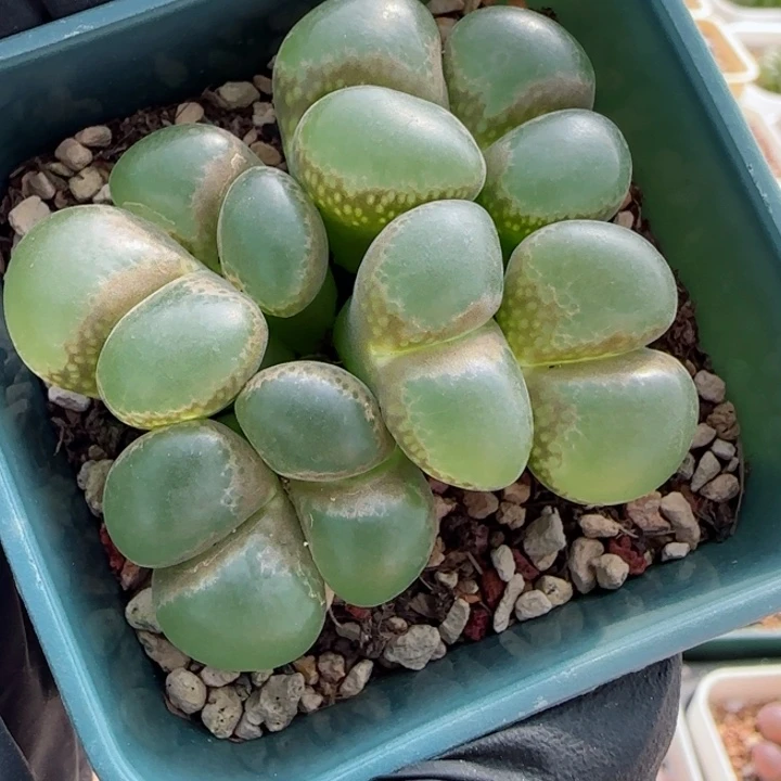 多肉植物风铃母本一颗59号