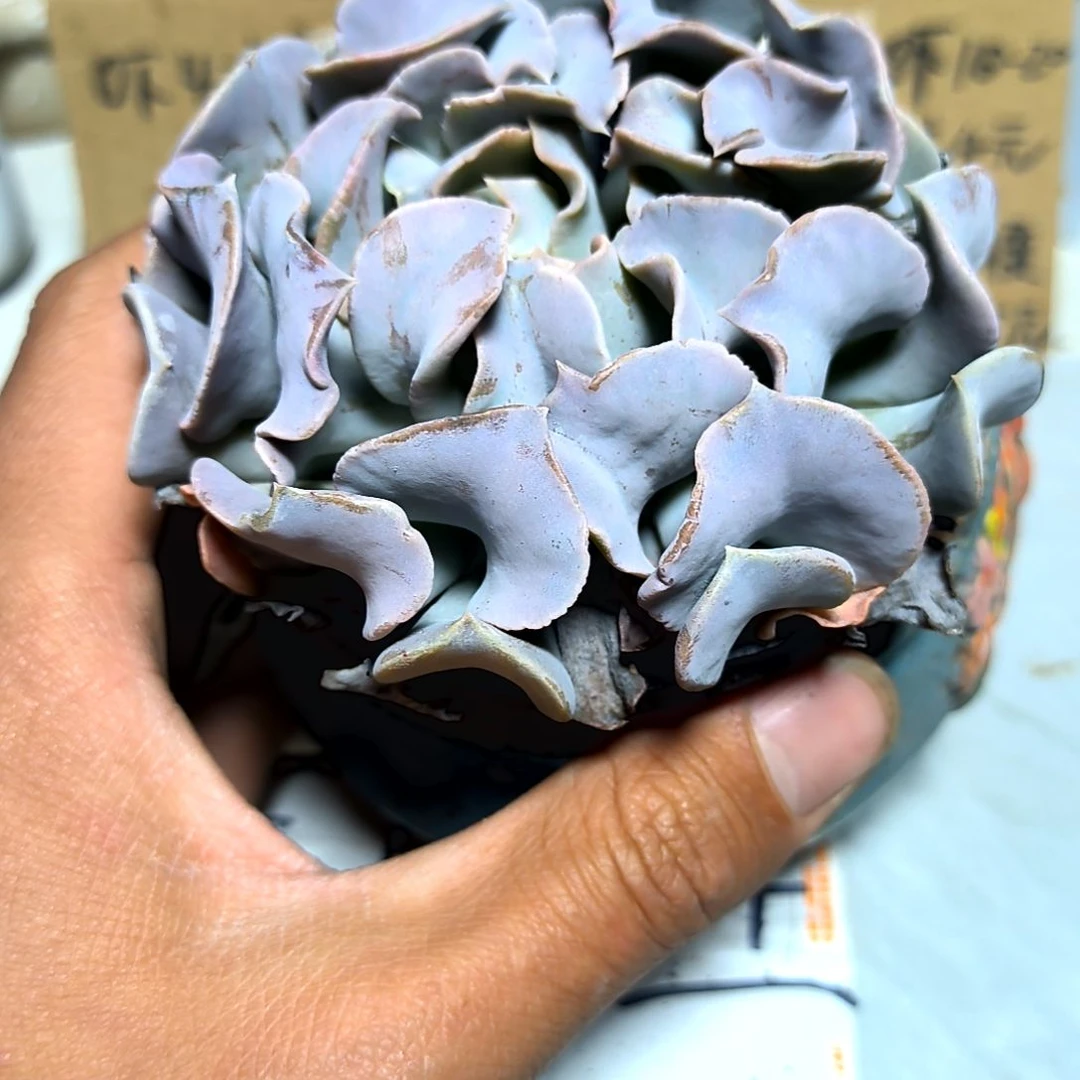 满6元包邮，天鹅湖大颗