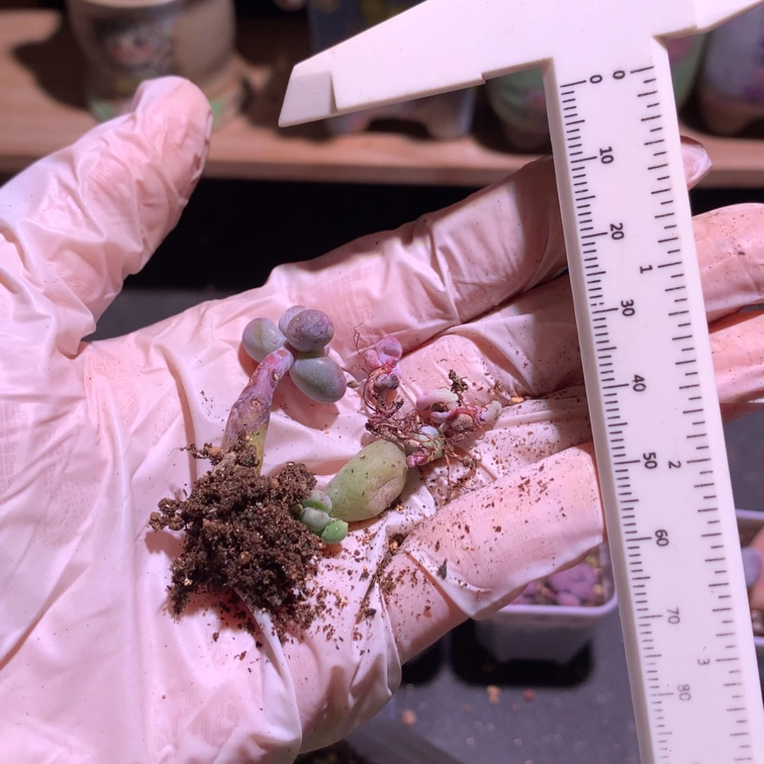 一起特价瑕疵不售后