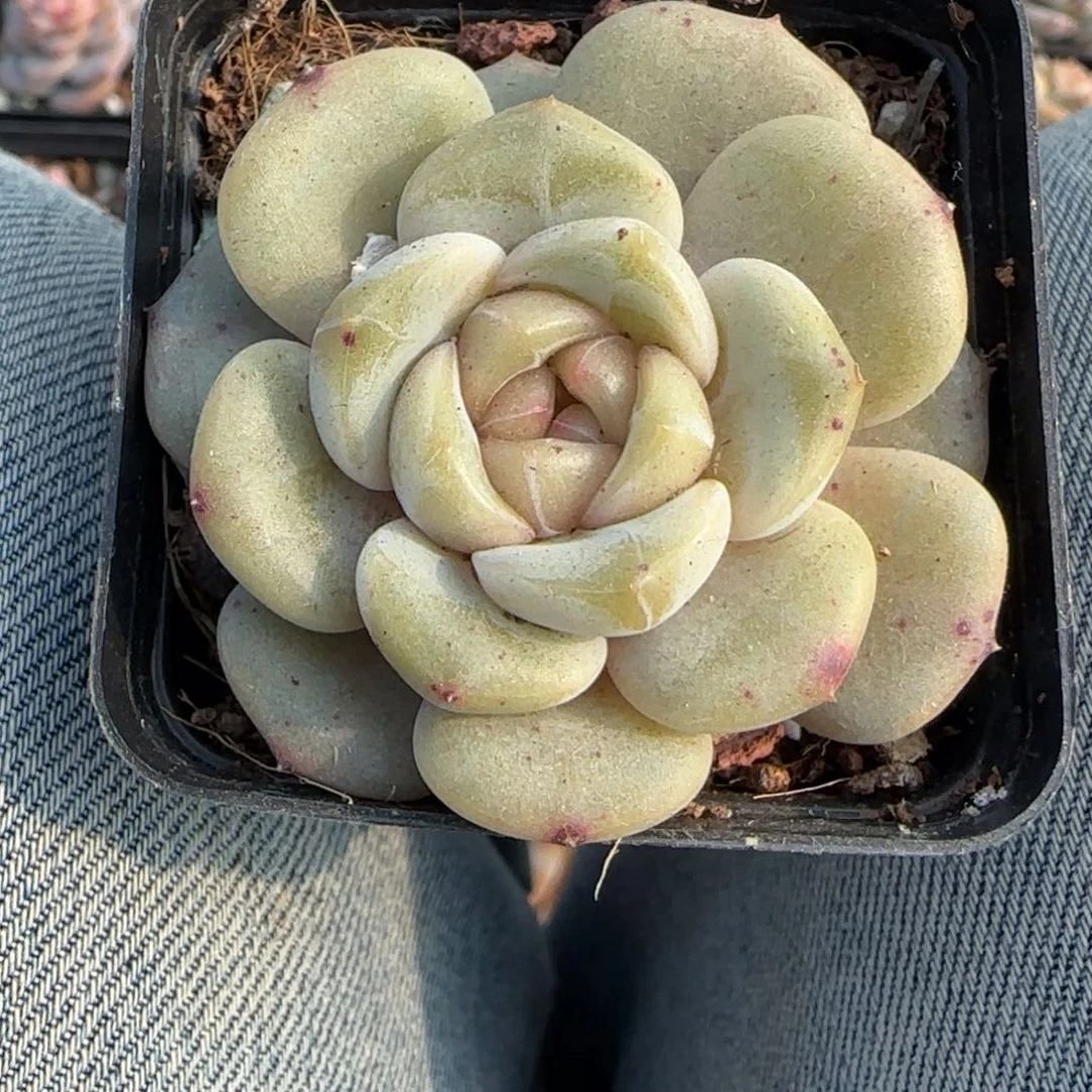 多肉小卡拉米糖心一物一拍