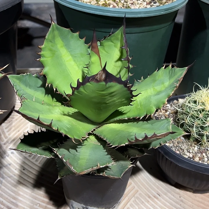 龙舌兰多肉植物多肉