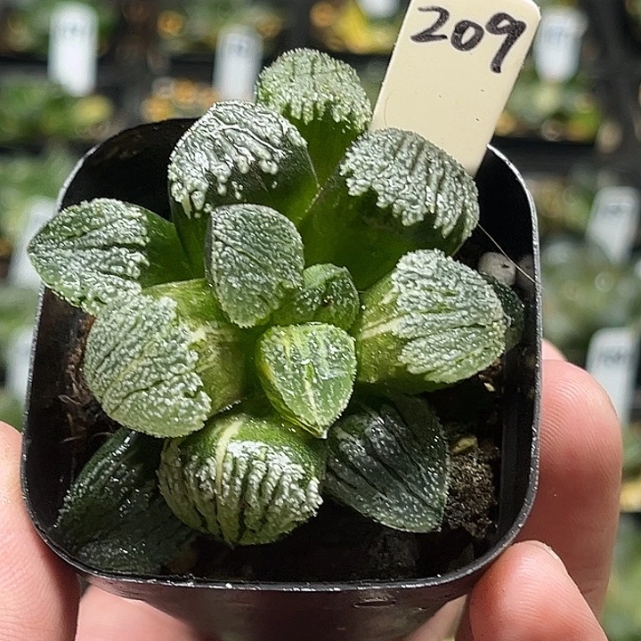 209雪之礼锦磨面寿