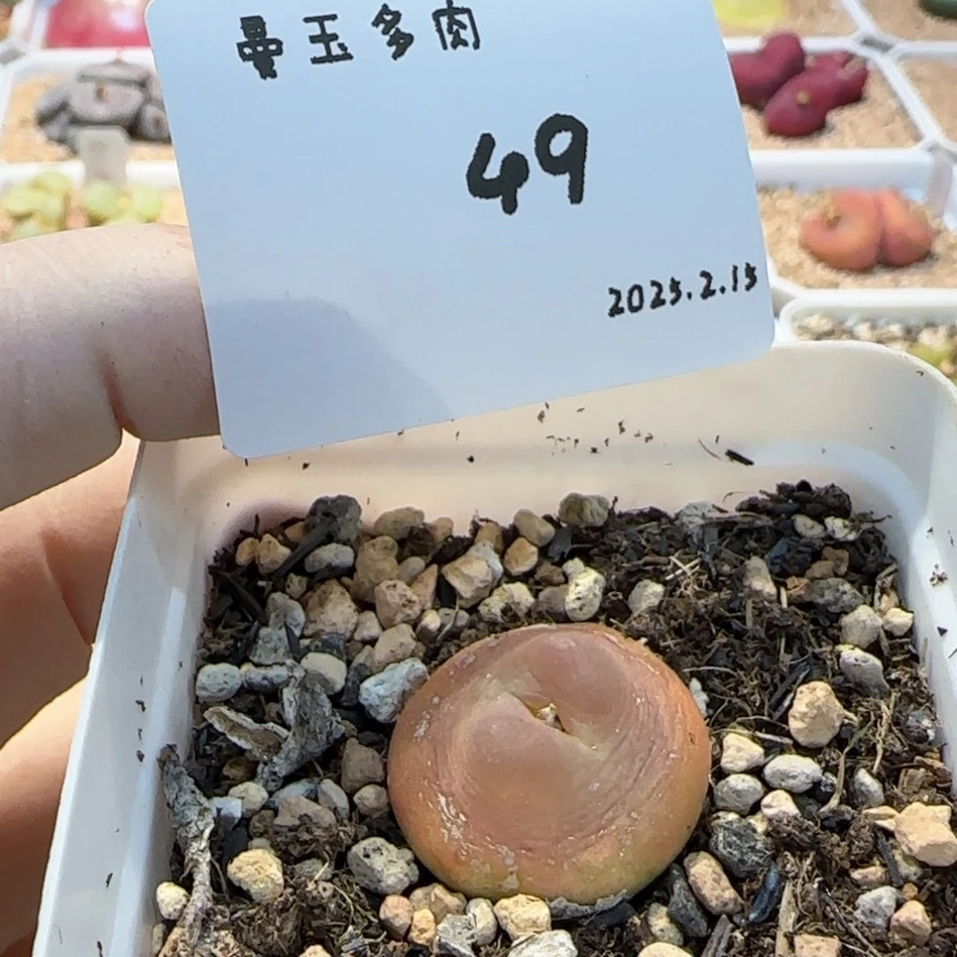 李*事多肉多肉多肉2.15-049