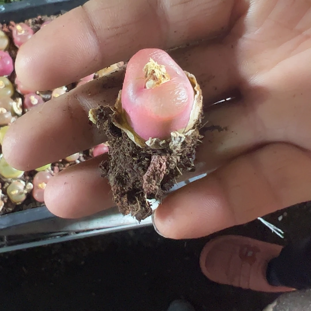 毛恨你特大福利罗给你发货