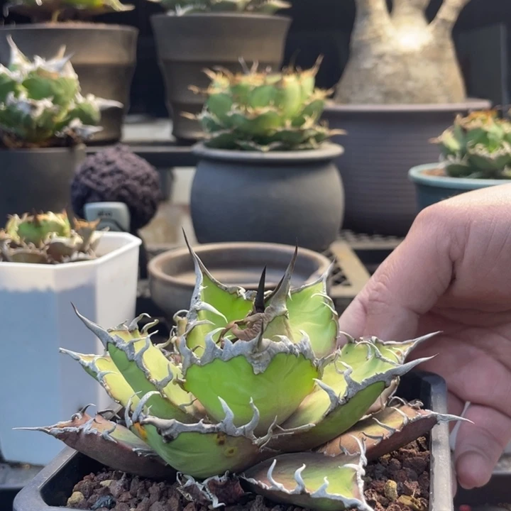 【闪购商品】用****8凱撒 狂