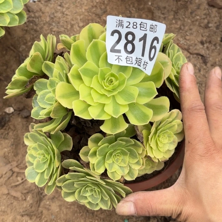 2816奶白多肉植物法师