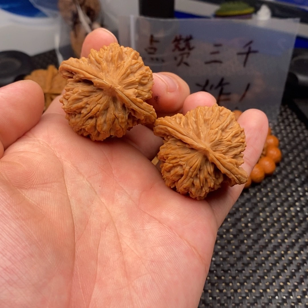 完***生核桃核桃核桃核桃核桃核桃核桃