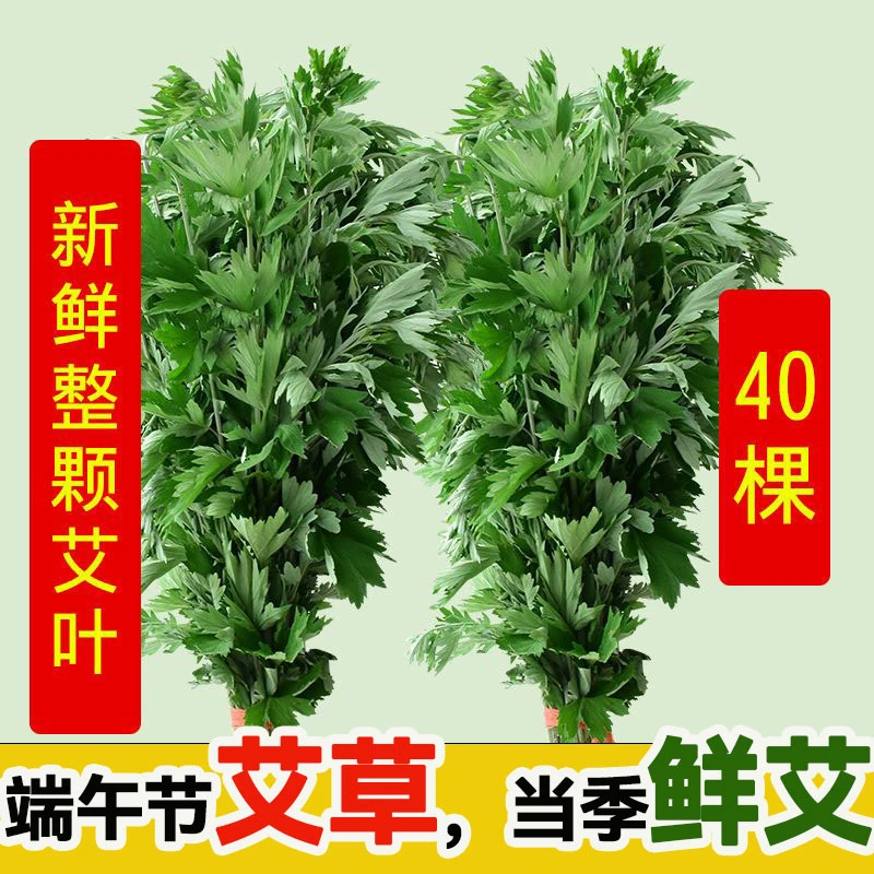 【现割现发】整颗艾草现割现发端午节挂门艾当季嫩艾草端午泡脚艾草