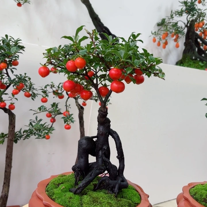 无花朵?****?金弹子盆景树