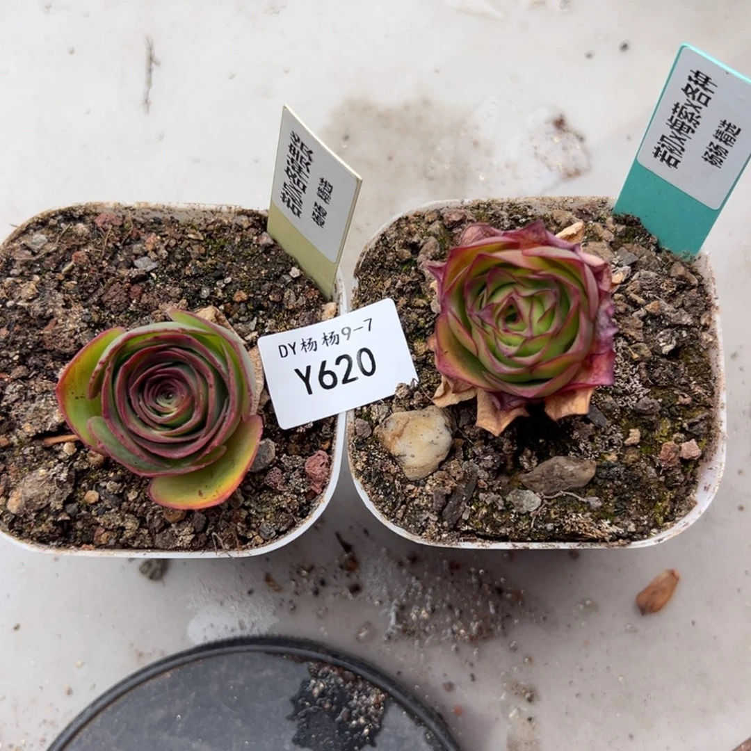 娜***子杨620 若初x各种2颗