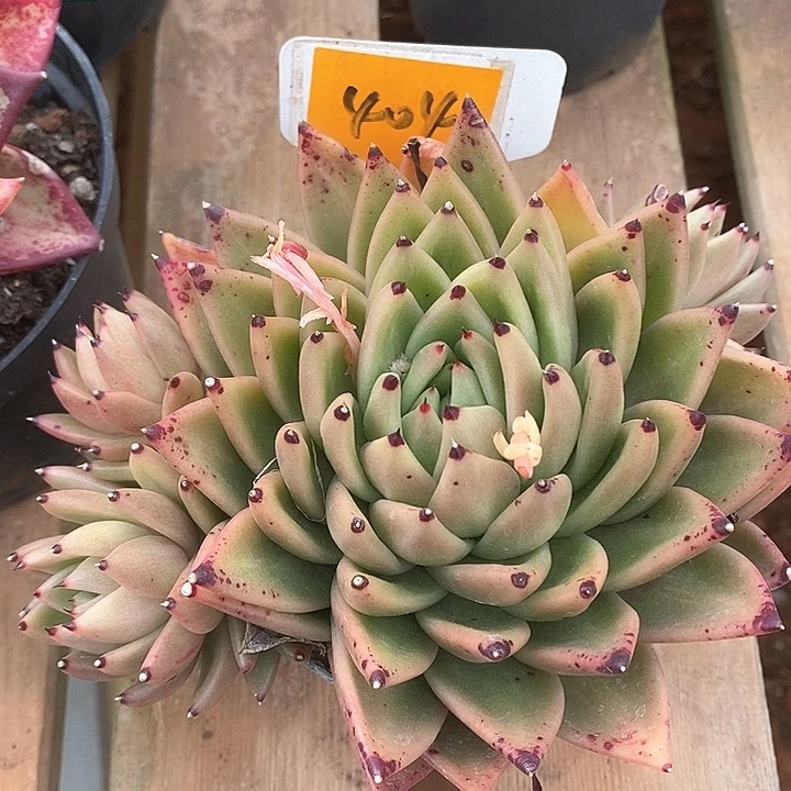 404/————直播福利