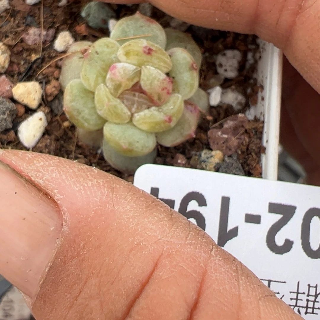 小卡拉米糖心一物一拍2-194