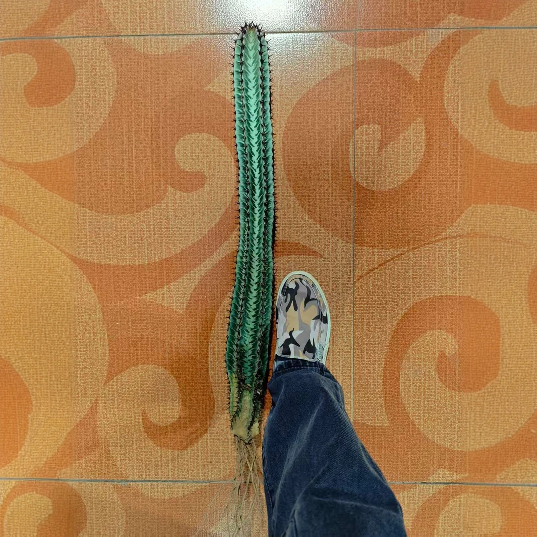 满18包邮 （自根斑马柱）