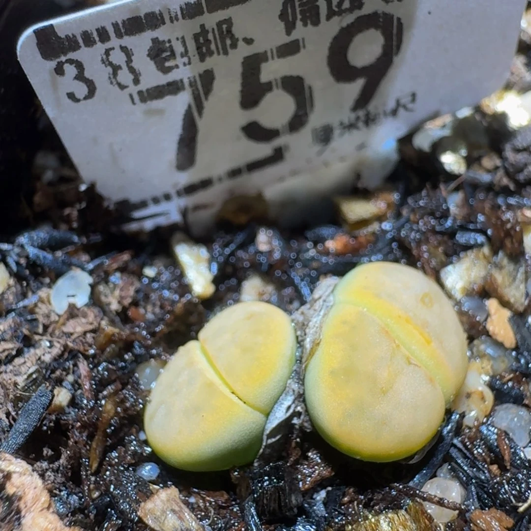 Sssss生石花肉锥759黄惜春