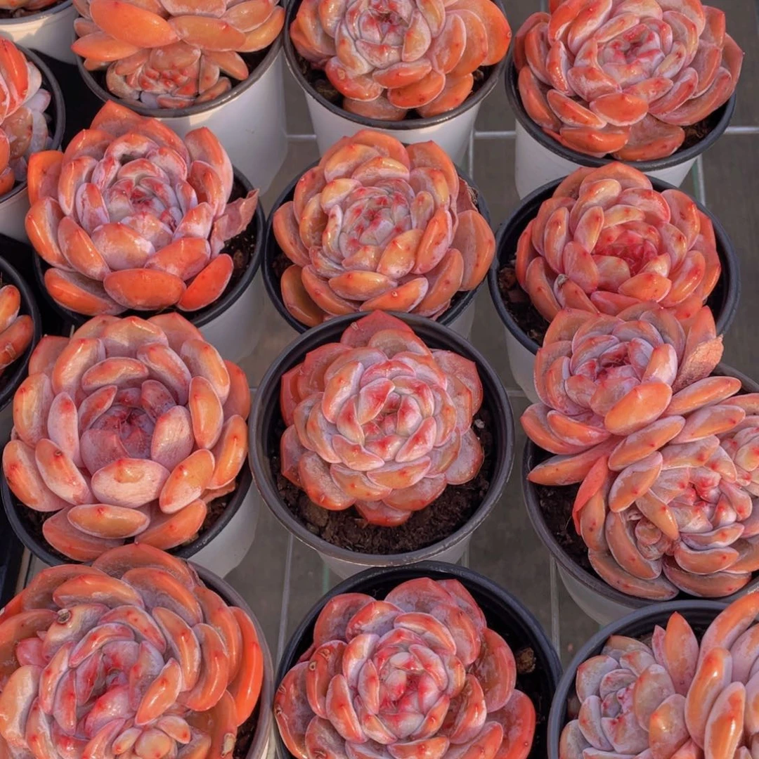 309号 福利大石榴籽梦露单头起三个 尾货