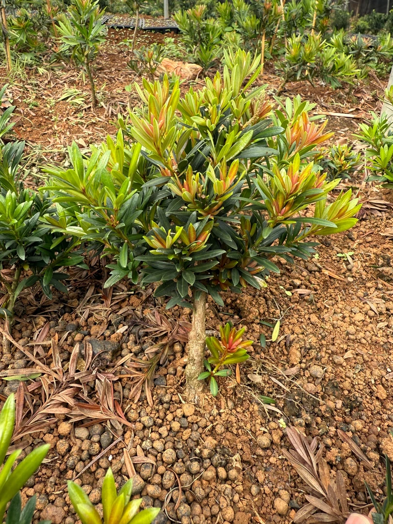 正宗血松红宝石罗汉松海岛四季红芽阳台花园绿植盆栽造型新款爆款