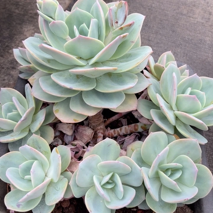 棠颂花卉一物一拍 白凤 南海