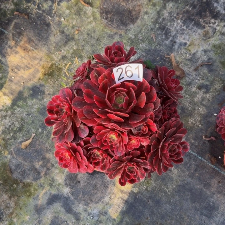 0000000000000261美杜莎