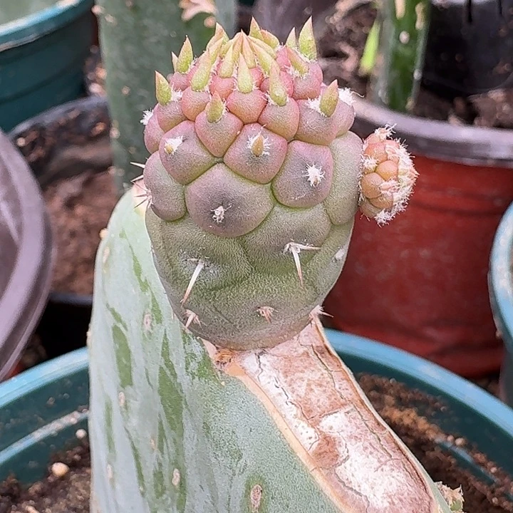 花****习志野实生苗接一颗