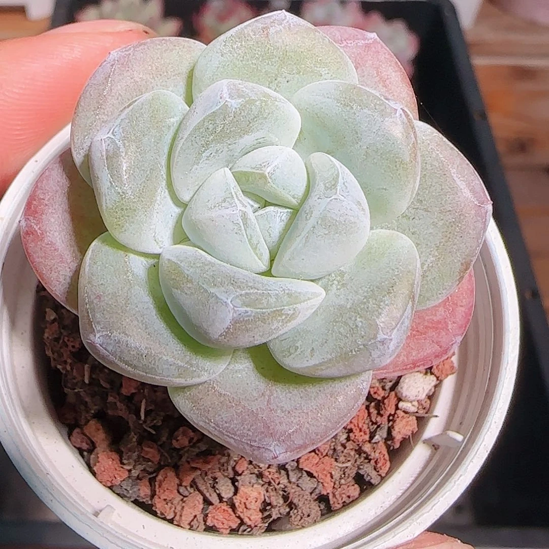 多肉1101--320冰玉