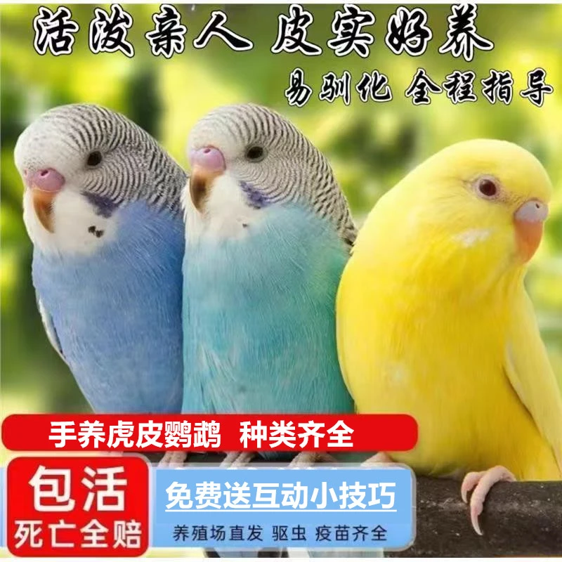 手养虎皮鹦鹉活体活鸟会学说话的鹦鹉活鸟小型鸟听话的小鸟带笼子