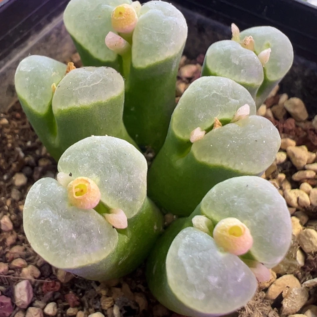 绿体白窗风铃 肉锥植物