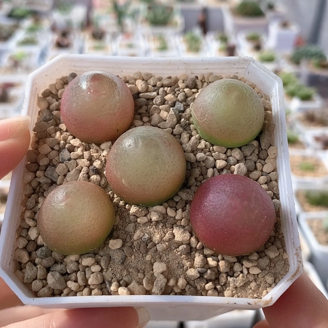 5颗母本灯泡尺寸1.8到2.2
