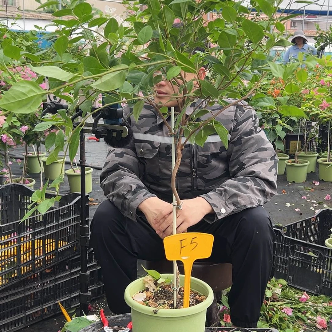 含***笑大部分开放少量花苞F5金发