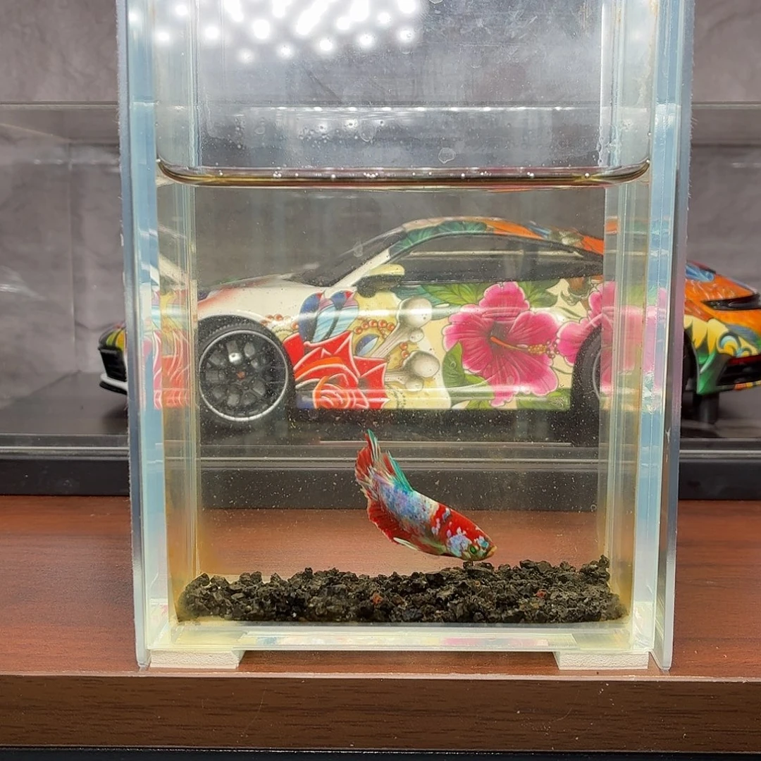 斗鱼彩糖红魔公鱼