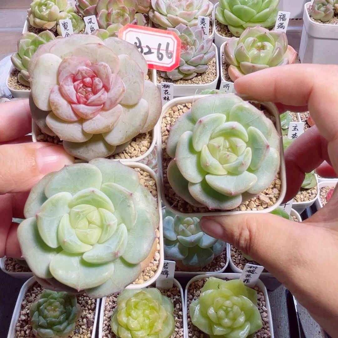 ****️B266 一物一拍 忘忧2、蜜芽