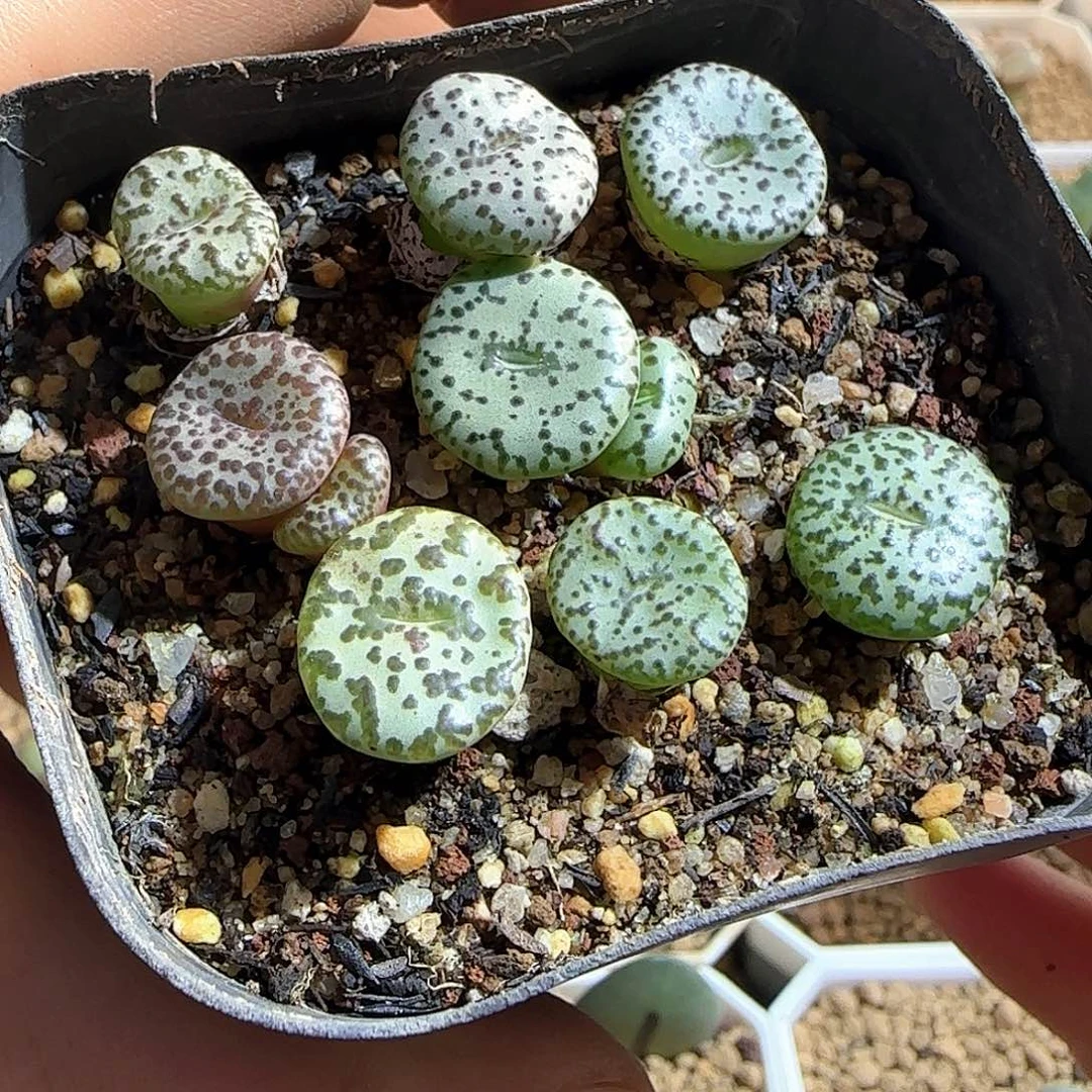 阿***咪哈哈哈哈哈哈哈哈哈51462