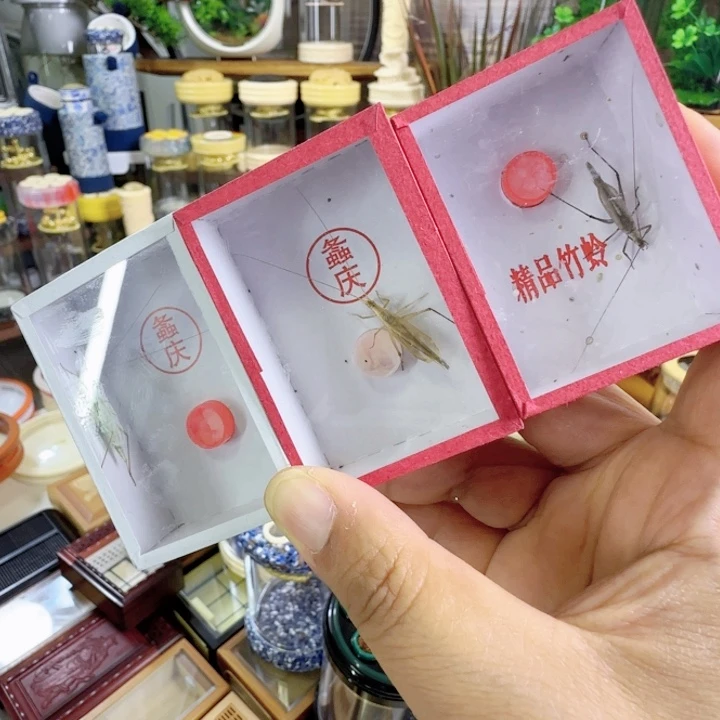 柬竹➕青竹➕紫竹啊啊啊啊