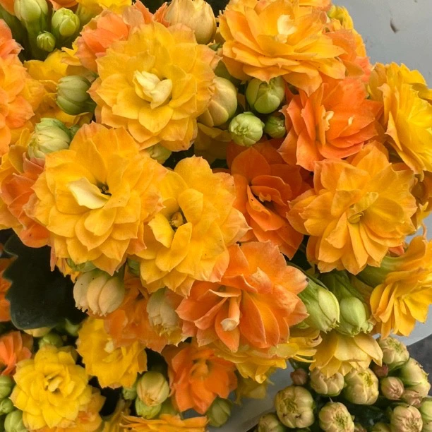 长寿花园～【黄鹤楼】120盆 颜色渐变