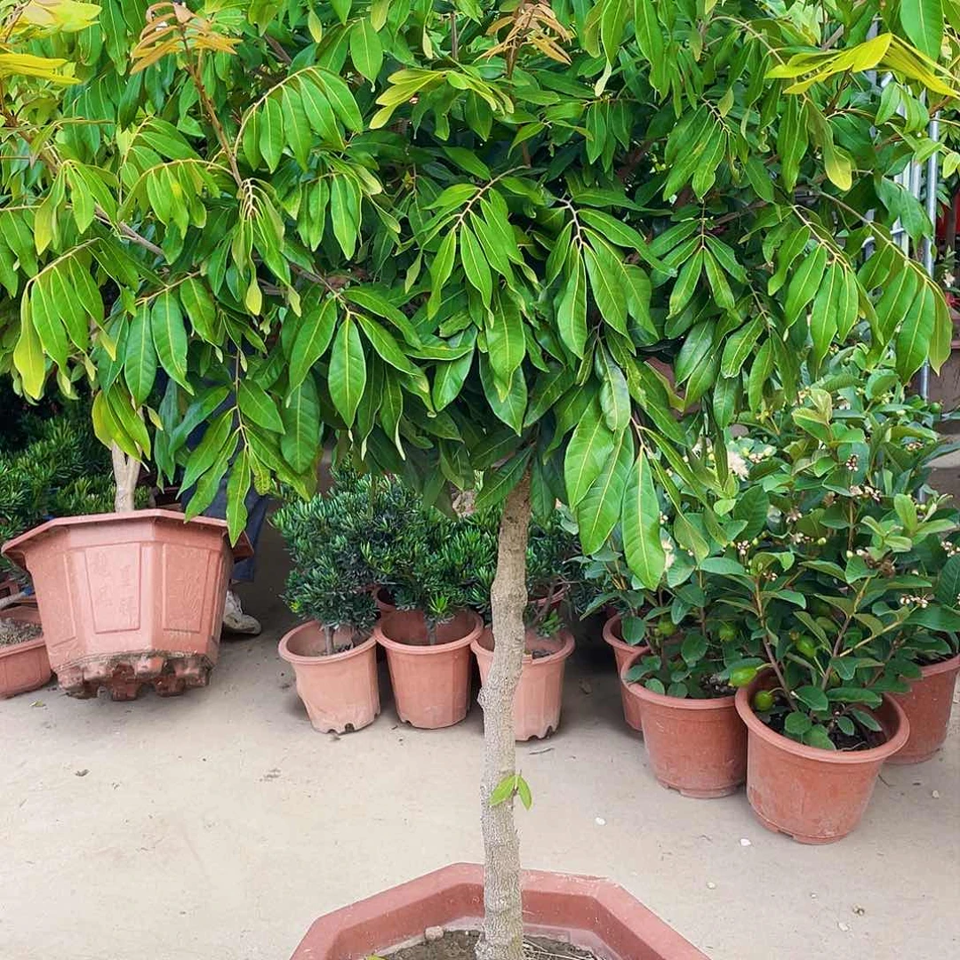 完全开放红*红g m 88888888888