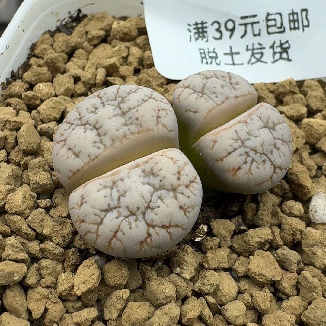 951多肉哈哈哈哈哈哈哈