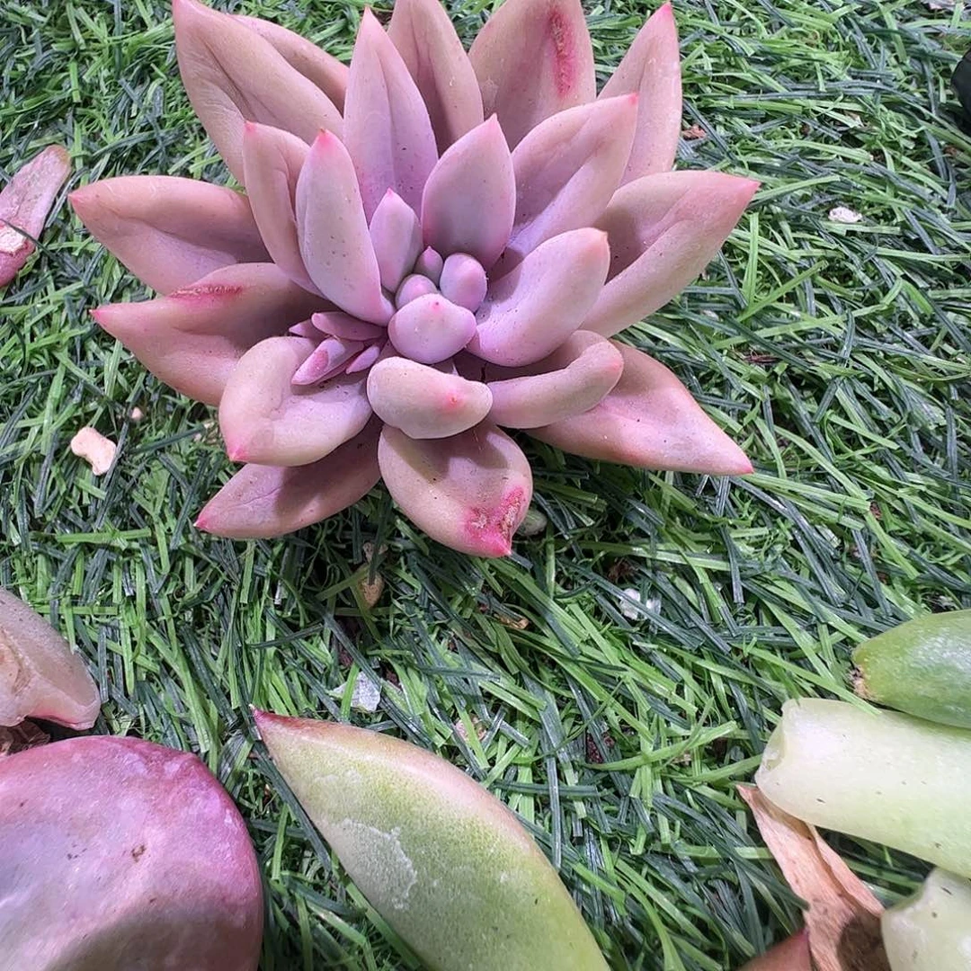 佳***乐多肉植物多肉植物