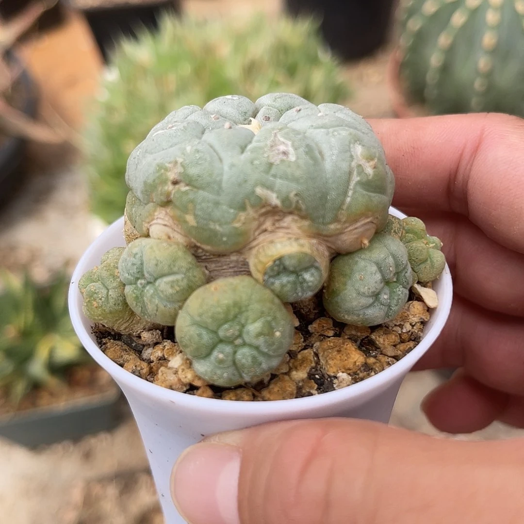 银鱼一物一拍下单包邮