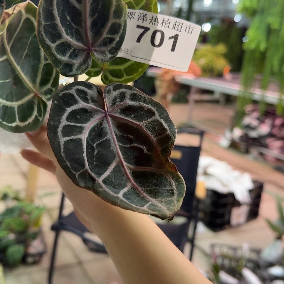 不开花植物701号Hu家红虎带牌
